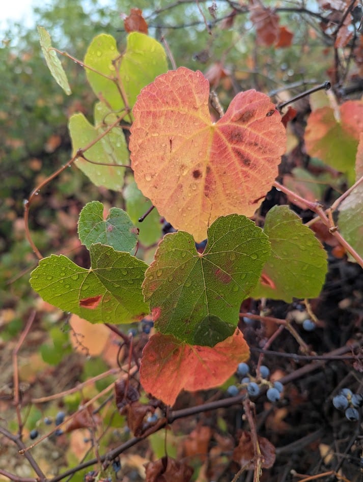 california wild grape leaves, red green and yellow