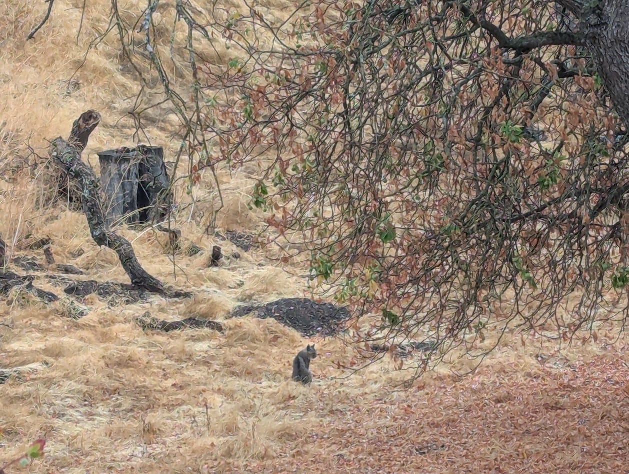 zoomed in photo of a bobcat sitting like a regular cat