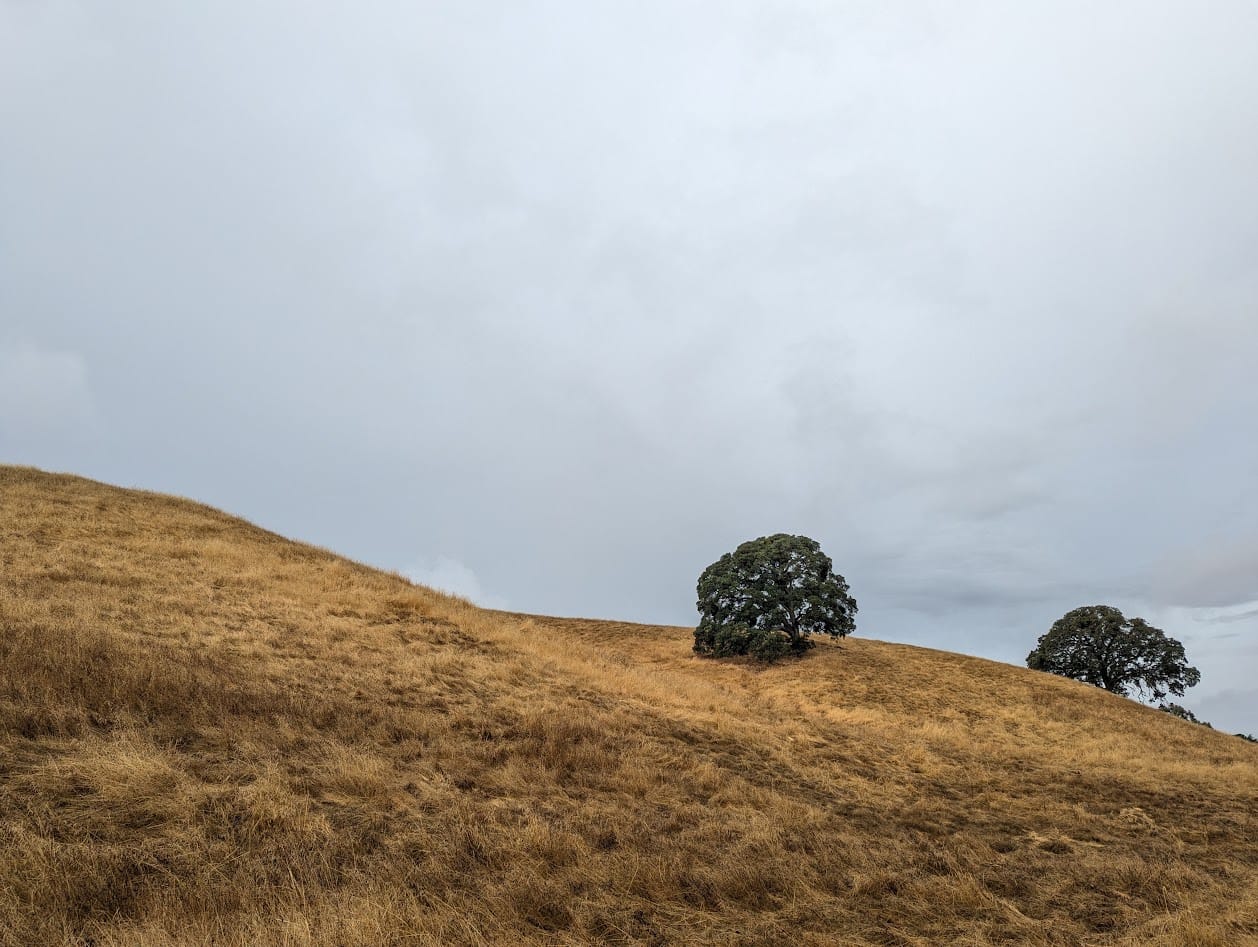 two lone oaks on a brown hillside against clouds