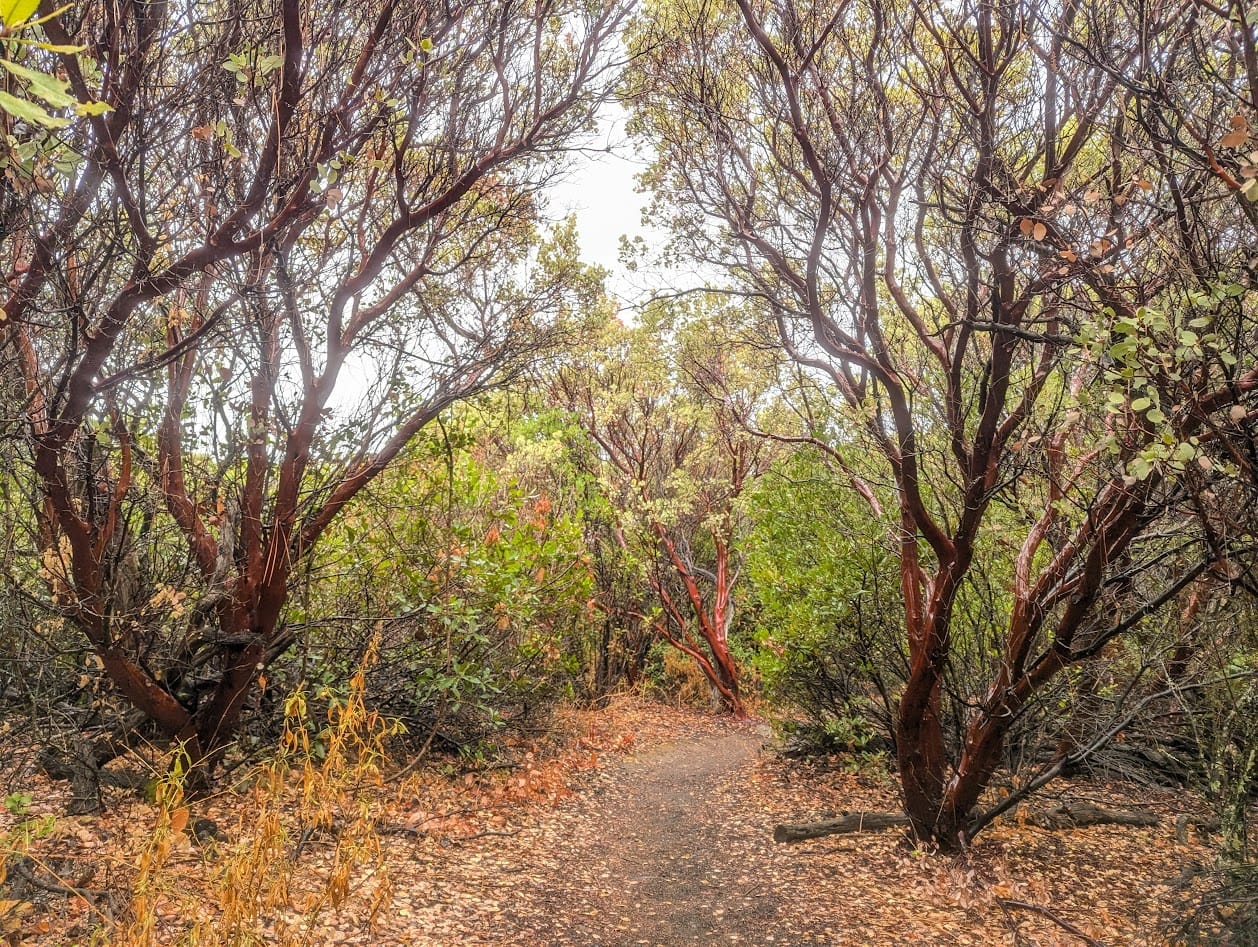 a path through red and bright green manzanitas in the rain