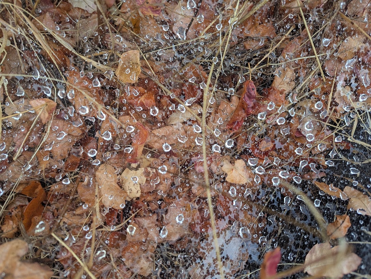 a spiderweb over dried leaves, with raindrops that look like gems