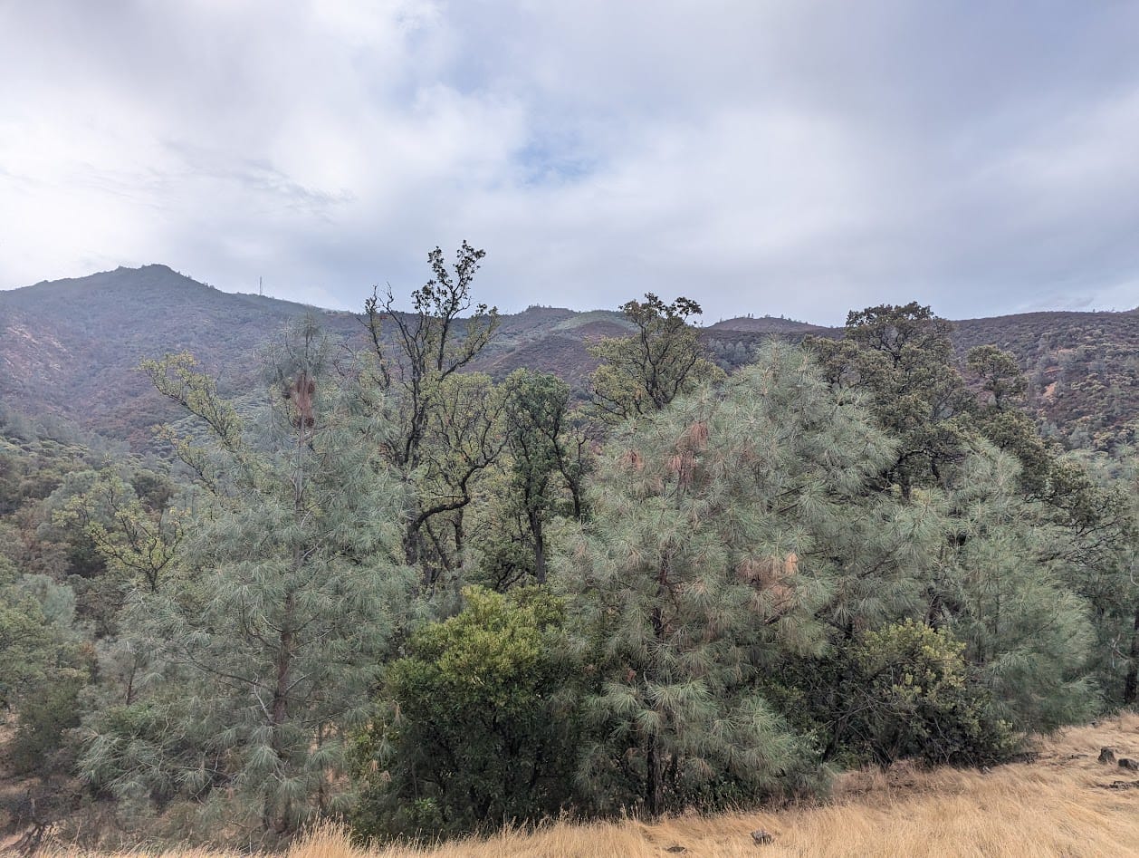 both images: false pano of pines and manzanitas against a backdrop of mountains