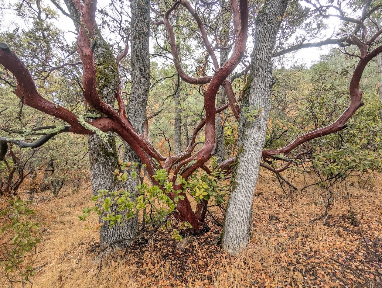shiny red manzanita tree between small oak trunks