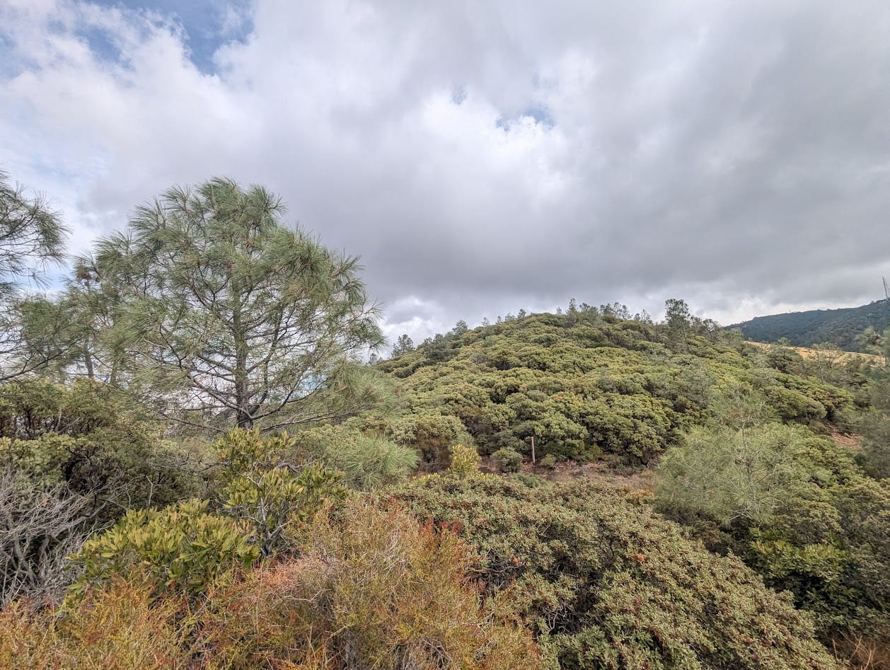 manzanita forest