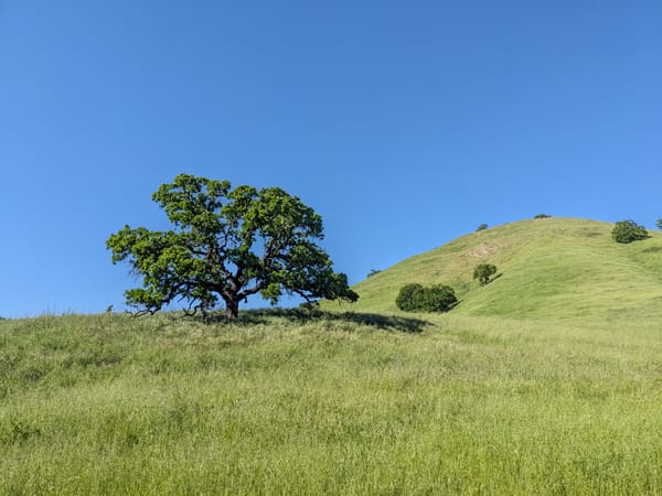A beautiful oak tree on a shallow hill with a very pointy hill in the background. The sky is electric blue