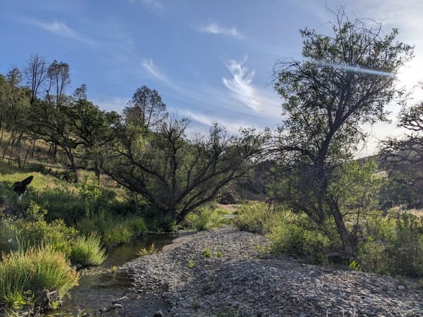 a beautiful rocky creek surrounded by bushes and trees