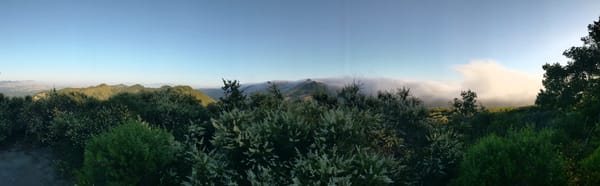 panoramic view of large, dramatic fog above green pointy hills and chamise blossoms