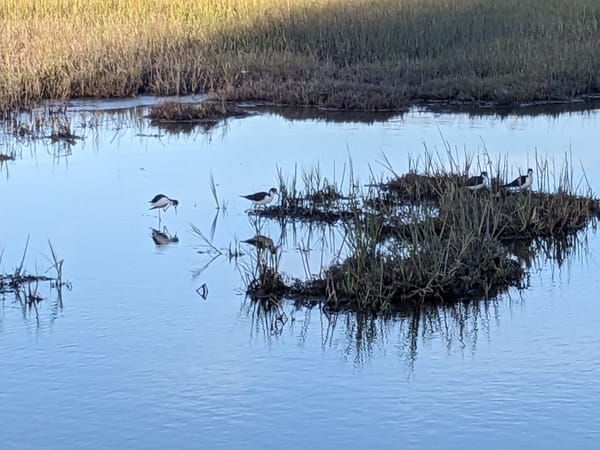very angular black and white water birds in the water